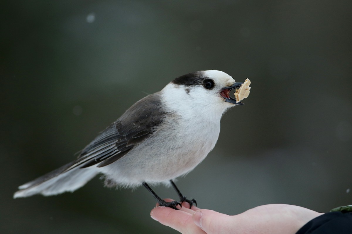 Canada Jay (Boreal) - ML50350721