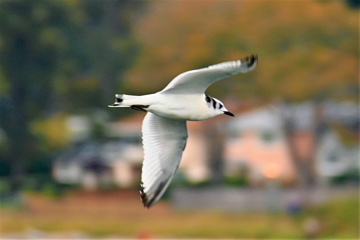 Black-legged Kittiwake - ML503507391