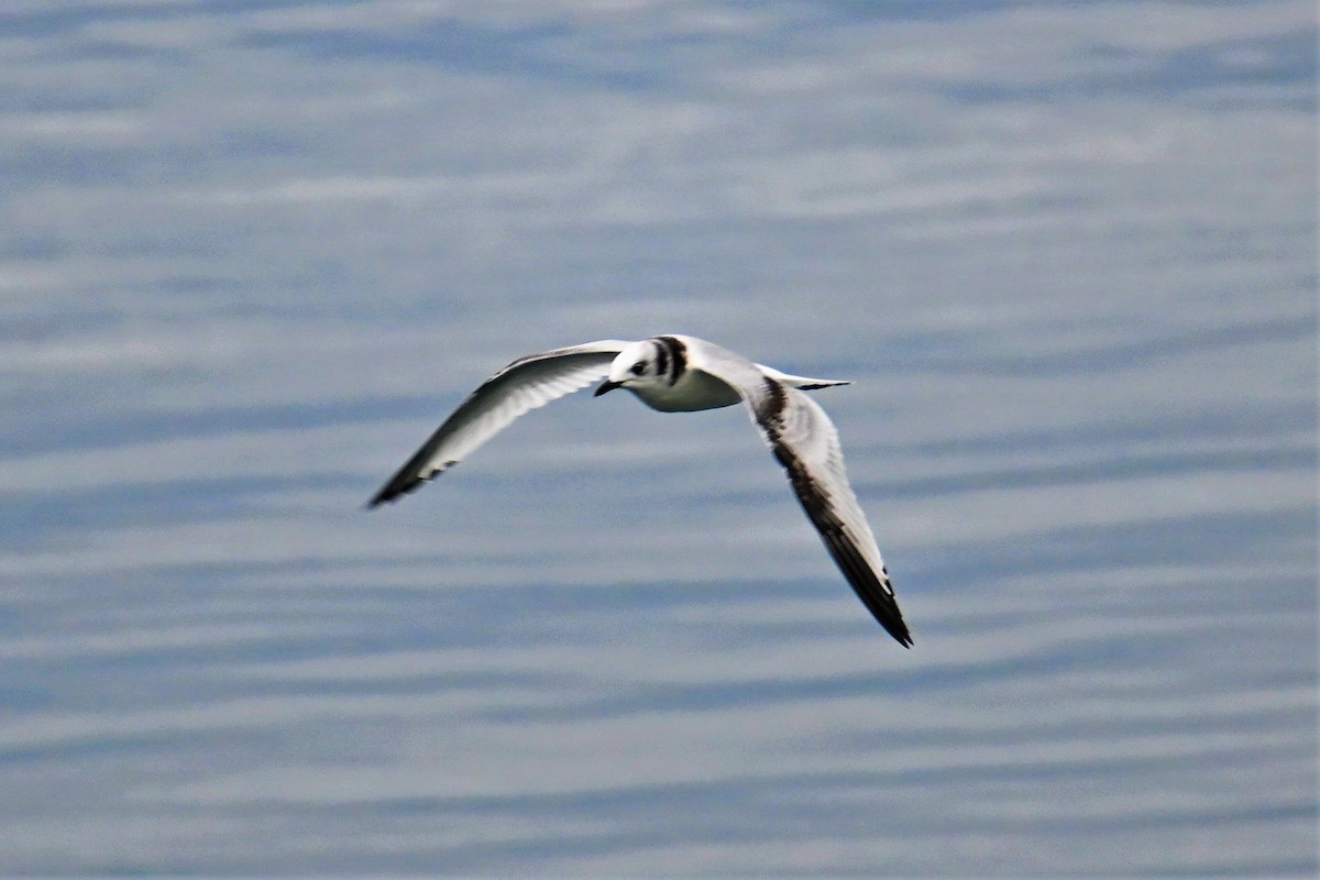 Black-legged Kittiwake - ML503507411