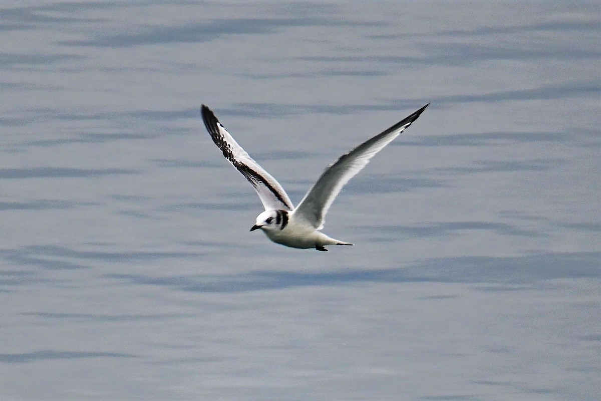 Black-legged Kittiwake - ML503507481