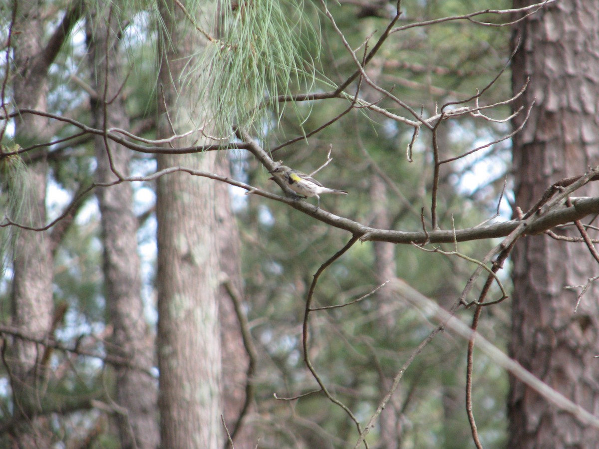 Yellow-rumped Warbler - ML50350801