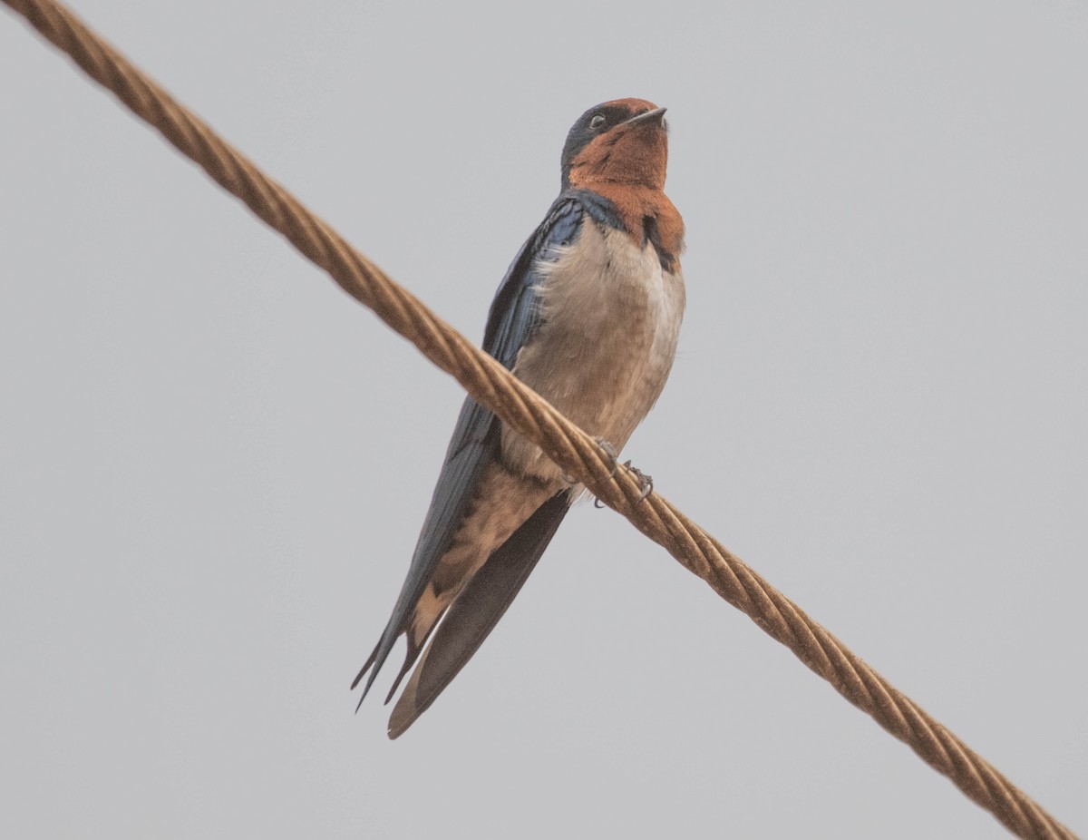Angola Swallow - Philip Reimers