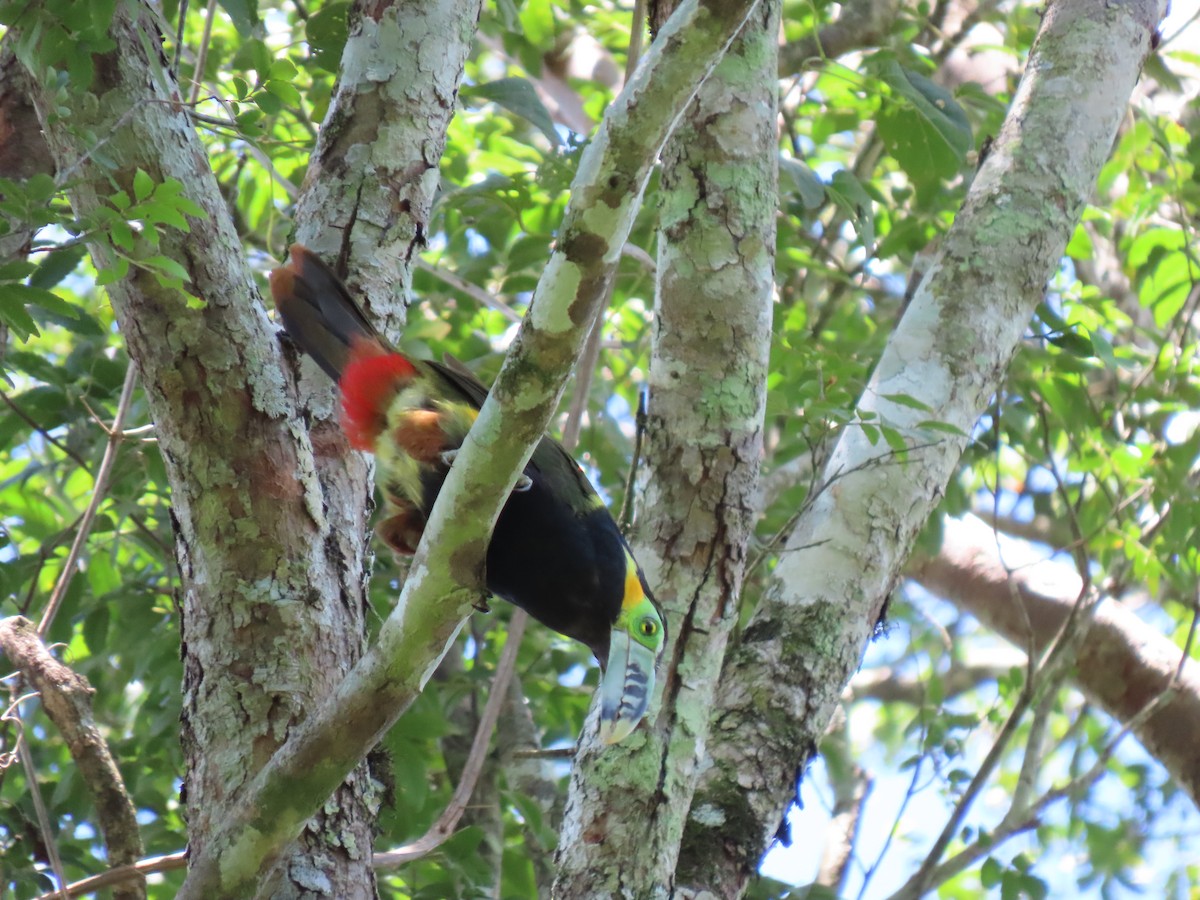 Spot-billed Toucanet - ML503508101