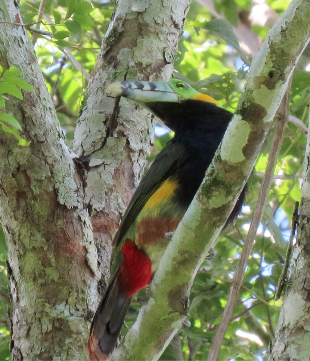 Spot-billed Toucanet - ML503508191