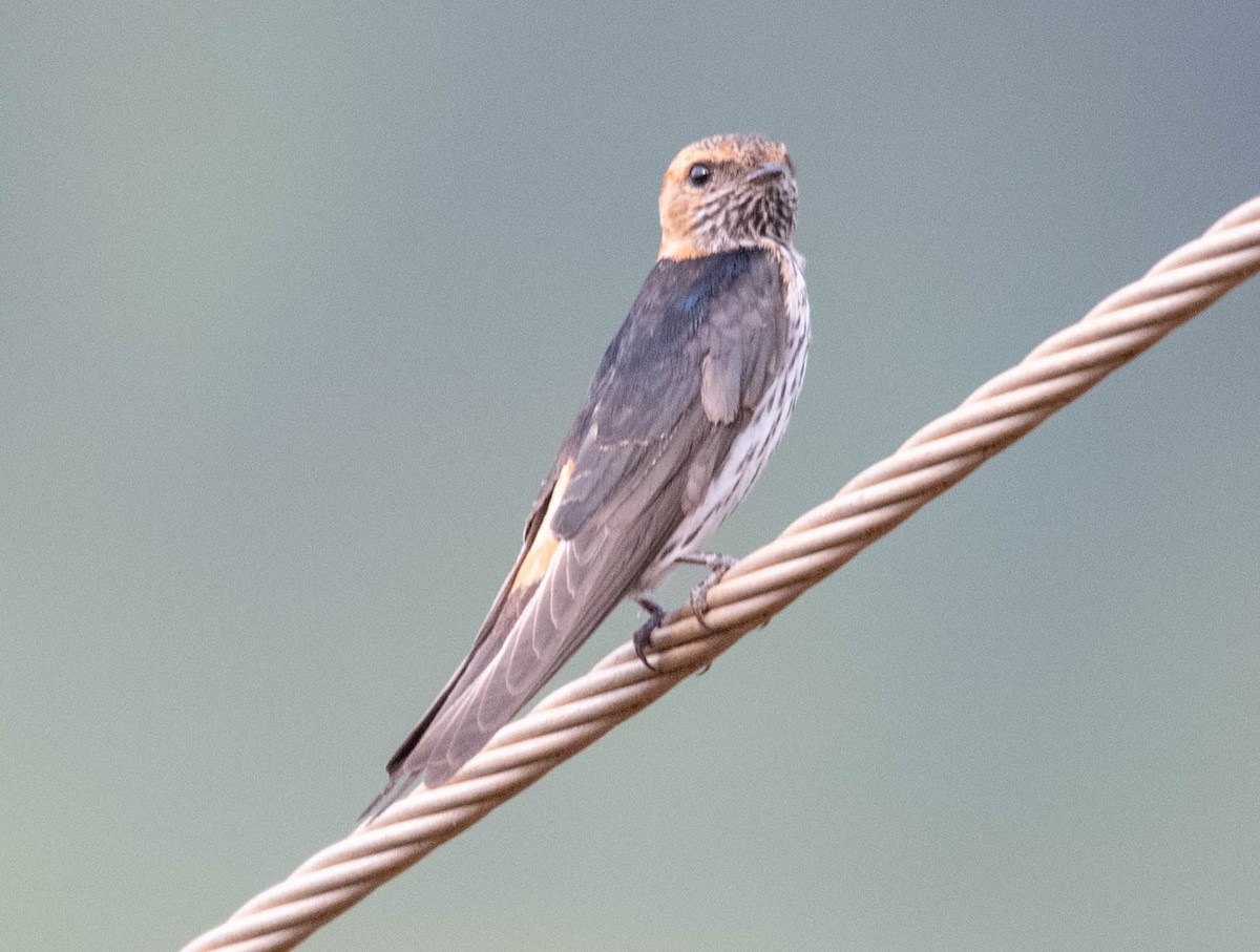 Lesser Striped Swallow - Philip Reimers