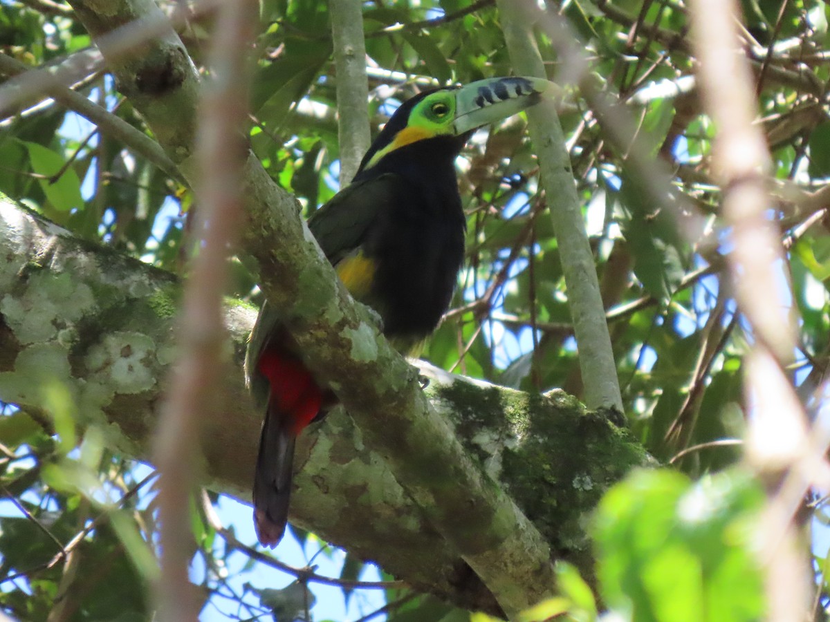 Toucanet à bec tacheté - ML503508411