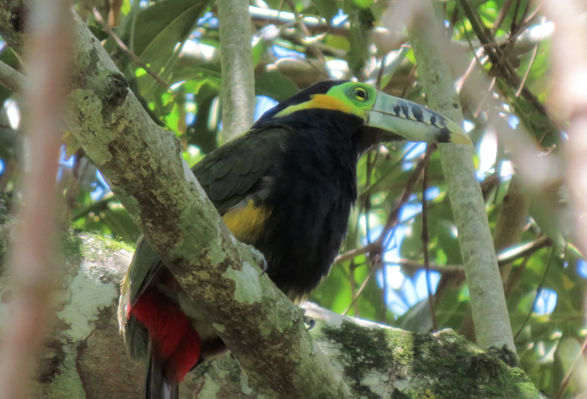 Spot-billed Toucanet - Jay Withgott