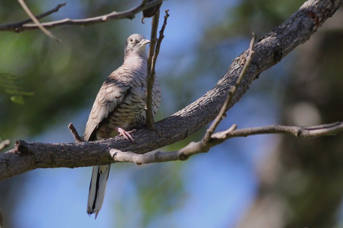 Inca Dove - Margaret Viens