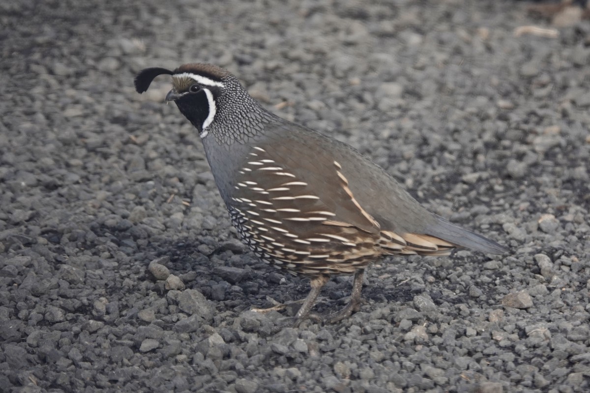 California Quail - ML503510181