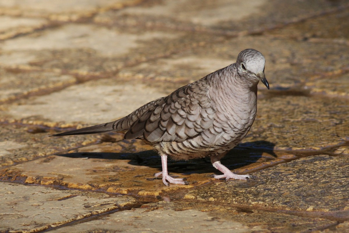 Inca Dove - ML50351031