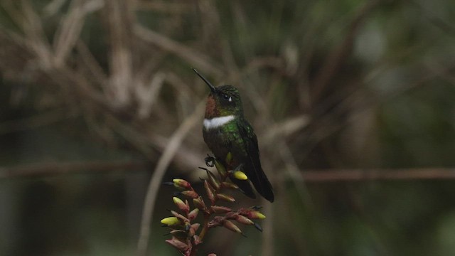 Colibrí Gorjiamatista (grupo amethysticollis) - ML503510321