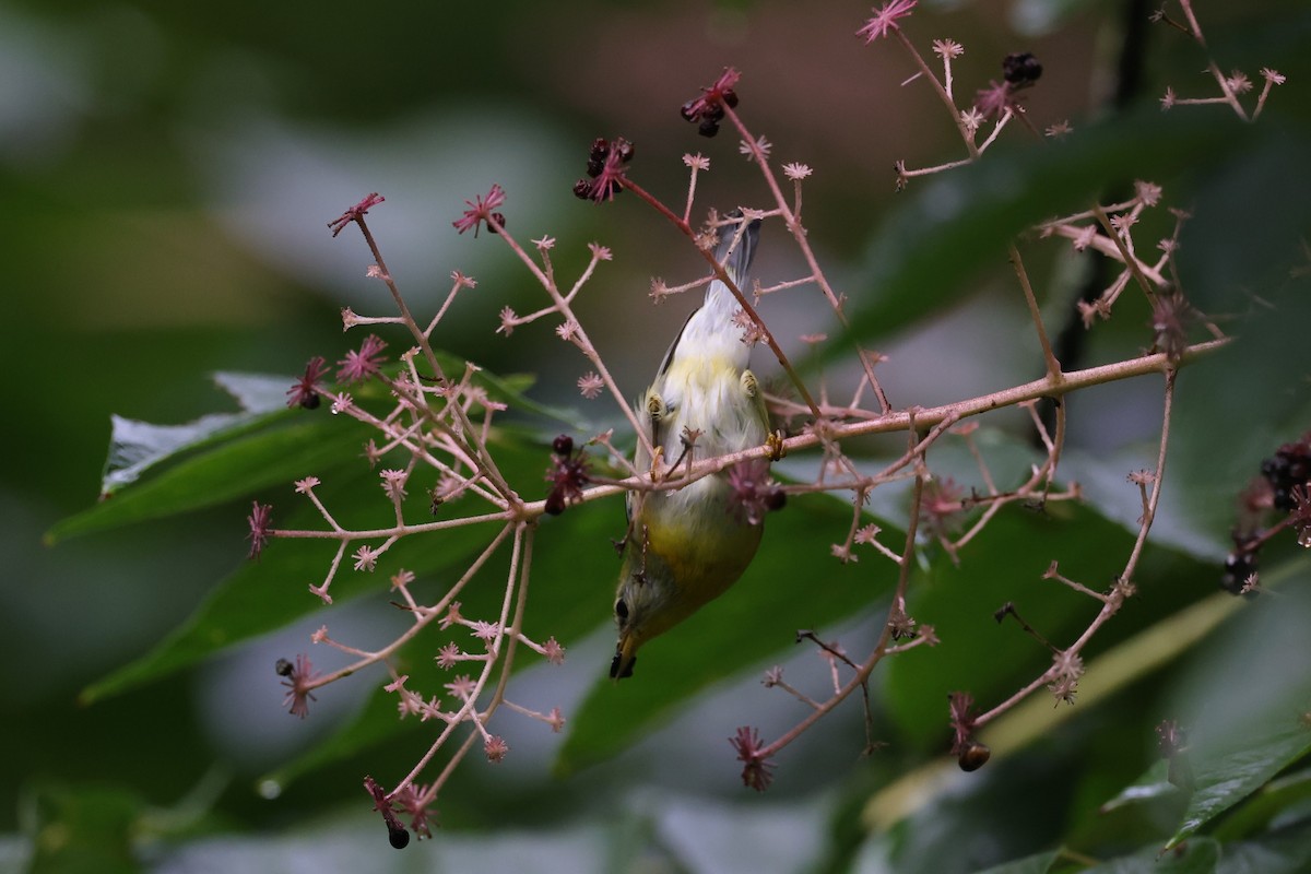 Northern Parula - ML503510541