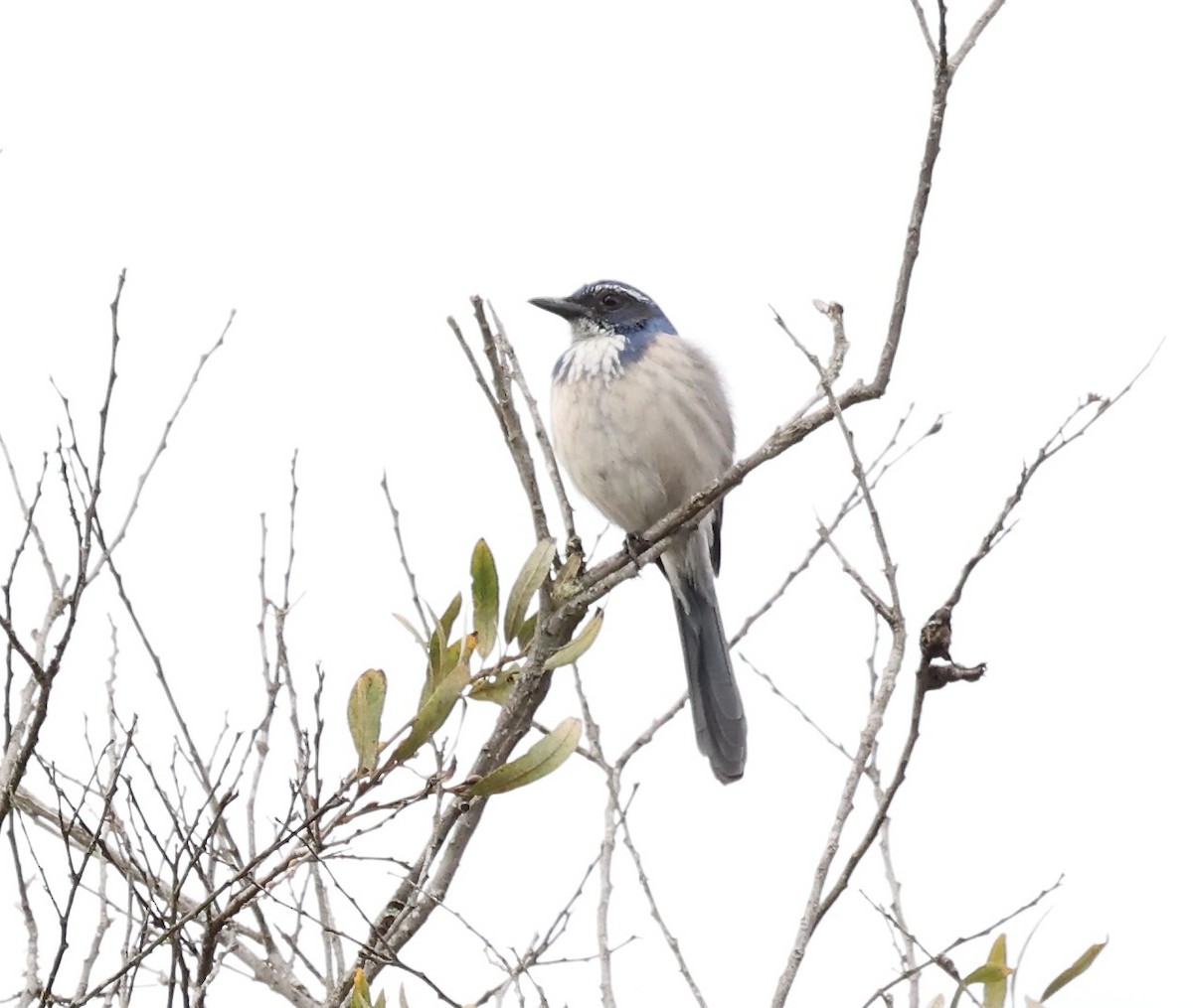 California Scrub-Jay - ML503510651