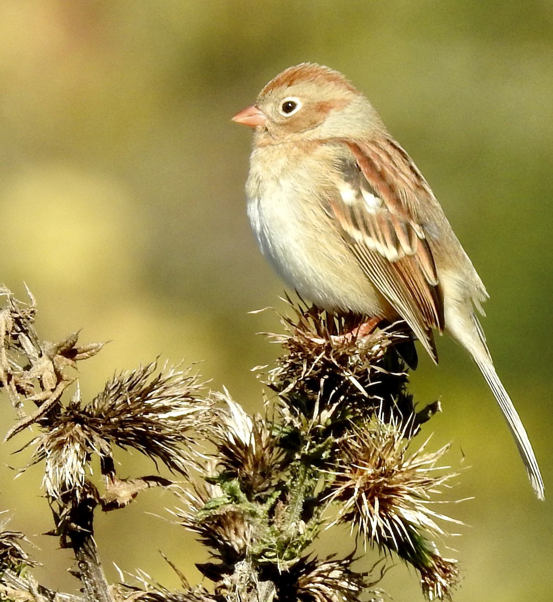 Field Sparrow - ML503510871