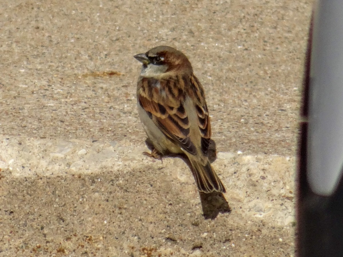 House Sparrow - ML503510881