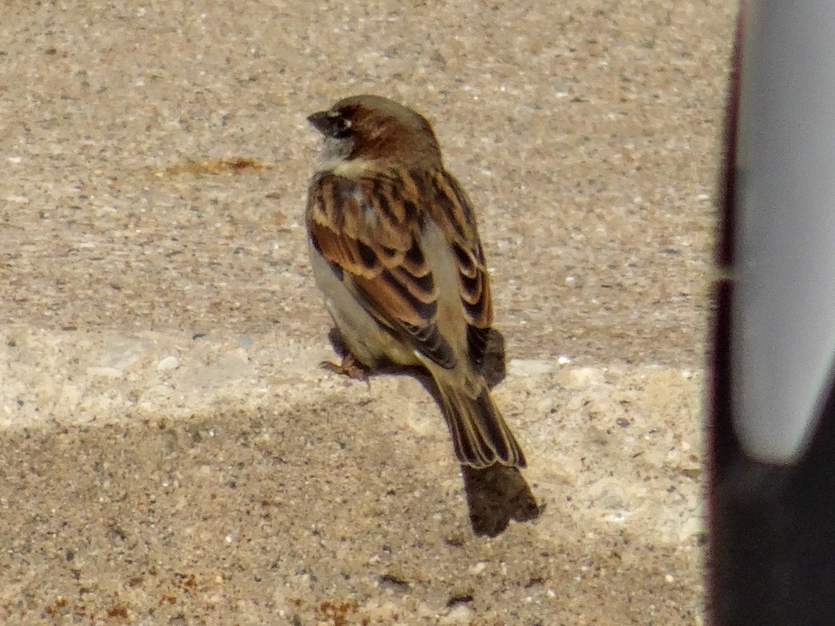 House Sparrow - ML503510891