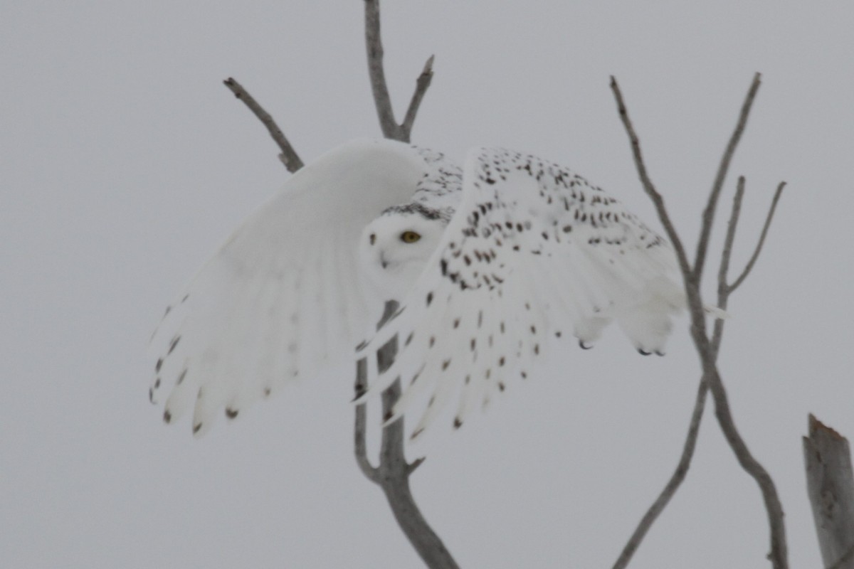 Snowy Owl - Geoffrey Urwin