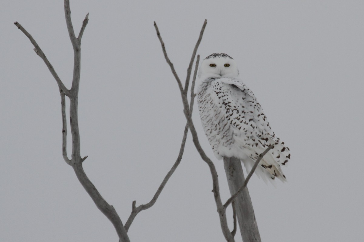 Snowy Owl - Geoffrey Urwin