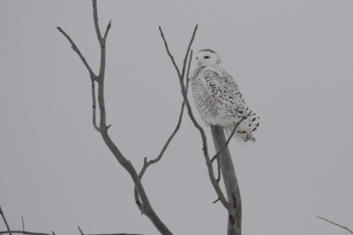 Snowy Owl - Geoffrey Urwin