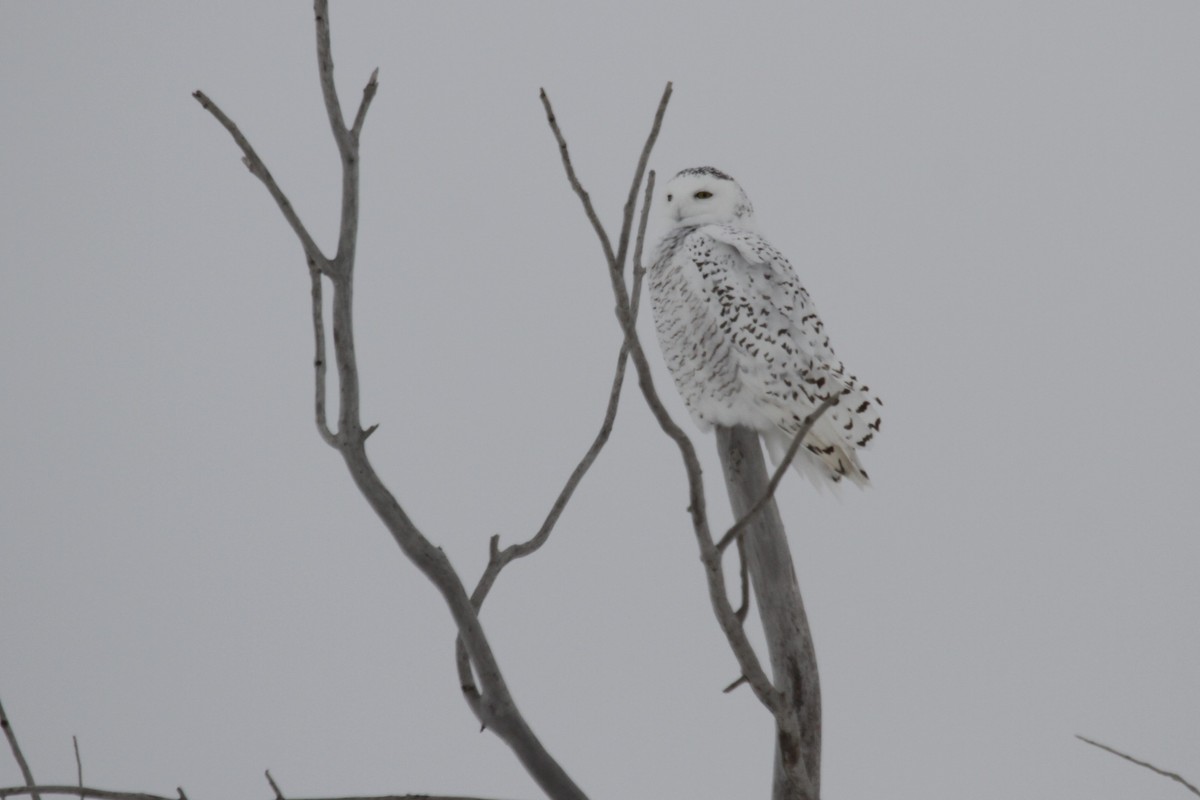 Harfang des neiges - ML503511131