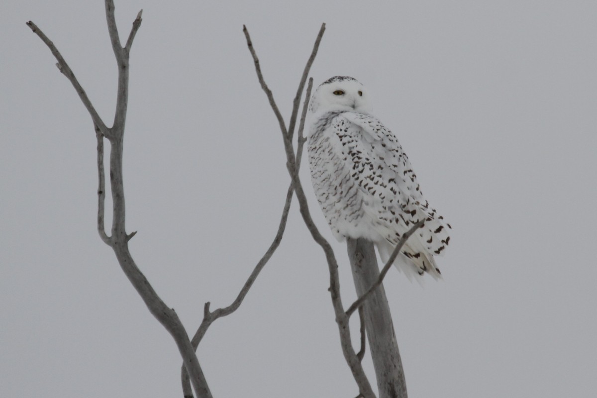 Snowy Owl - Geoffrey Urwin