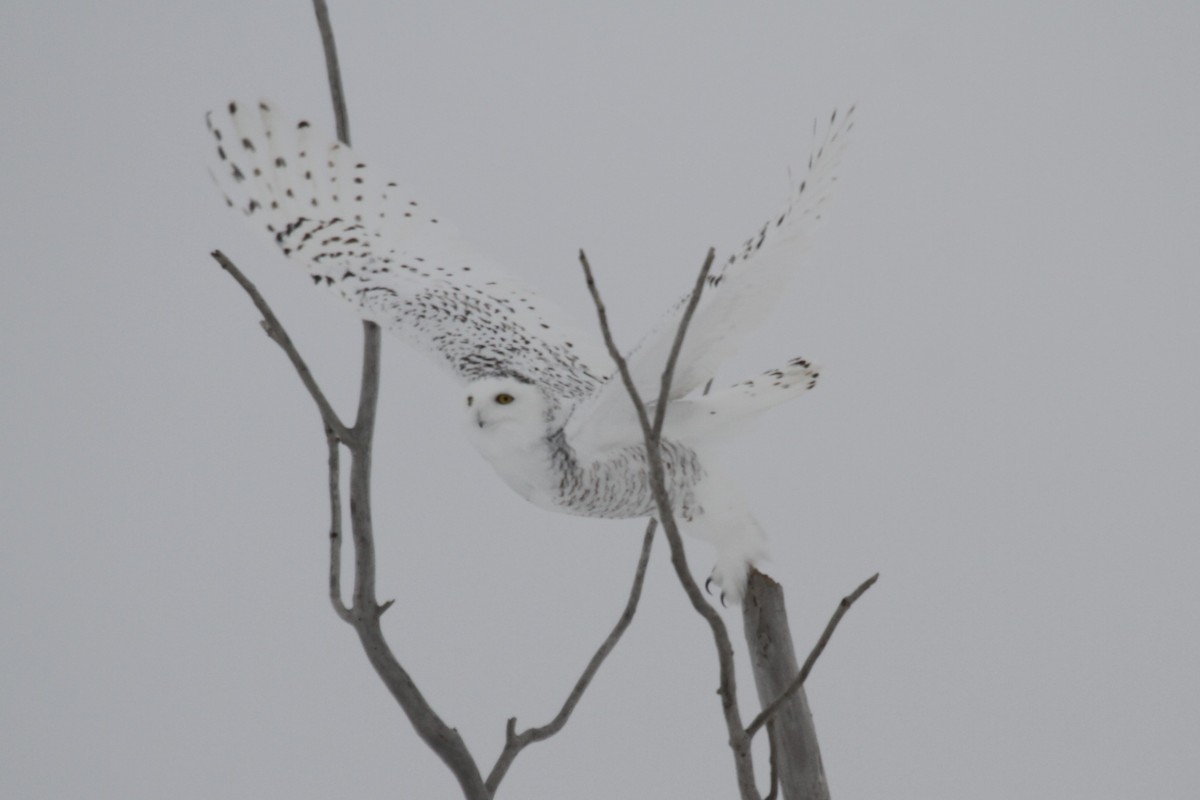 Snowy Owl - Geoffrey Urwin