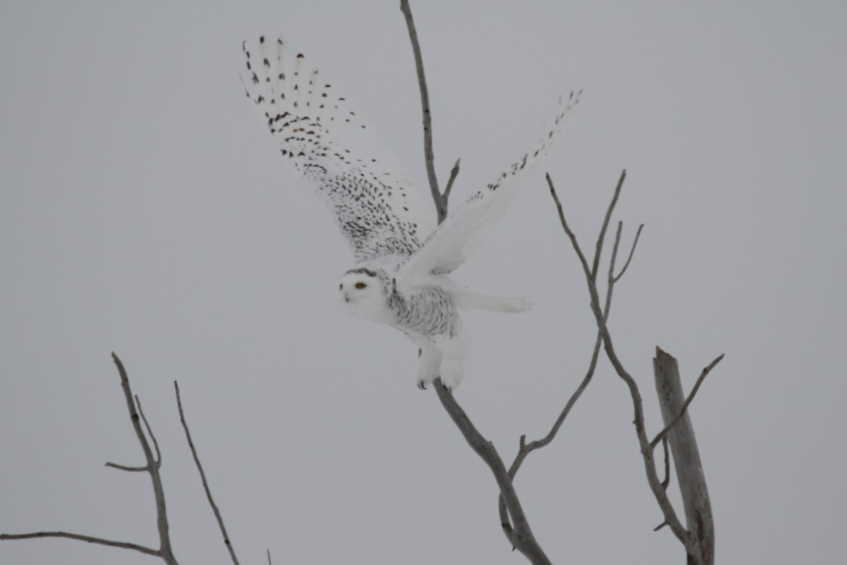 Snowy Owl - Geoffrey Urwin