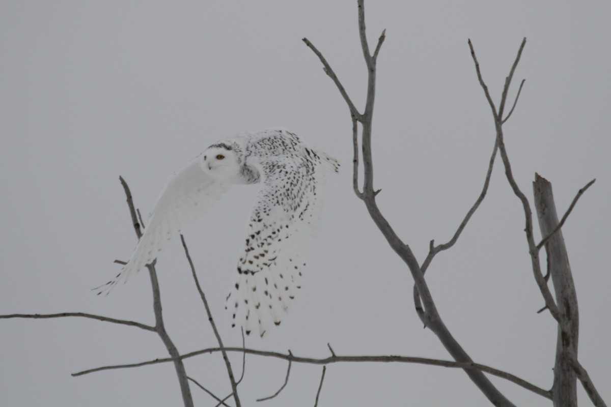 Snowy Owl - Geoffrey Urwin