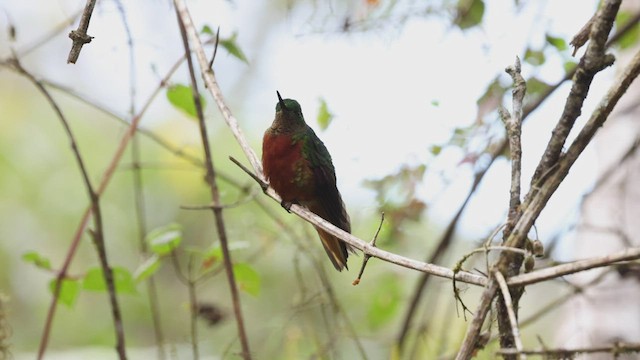 Chestnut-breasted Coronet - ML503511651