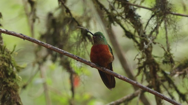 Chestnut-breasted Coronet - ML503511681