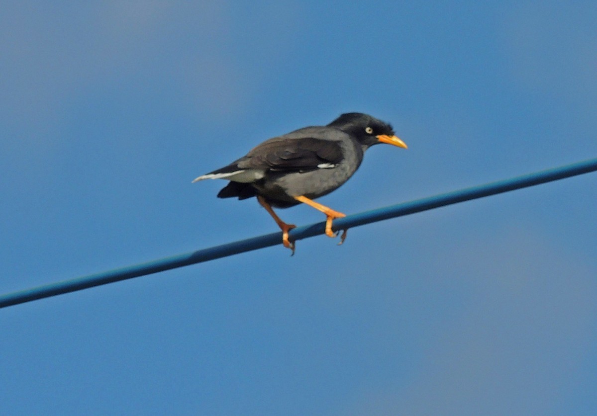 Javan Myna - michael carmody