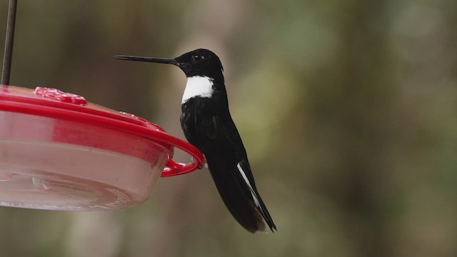 Collared Inca (Collared) - ML503511781