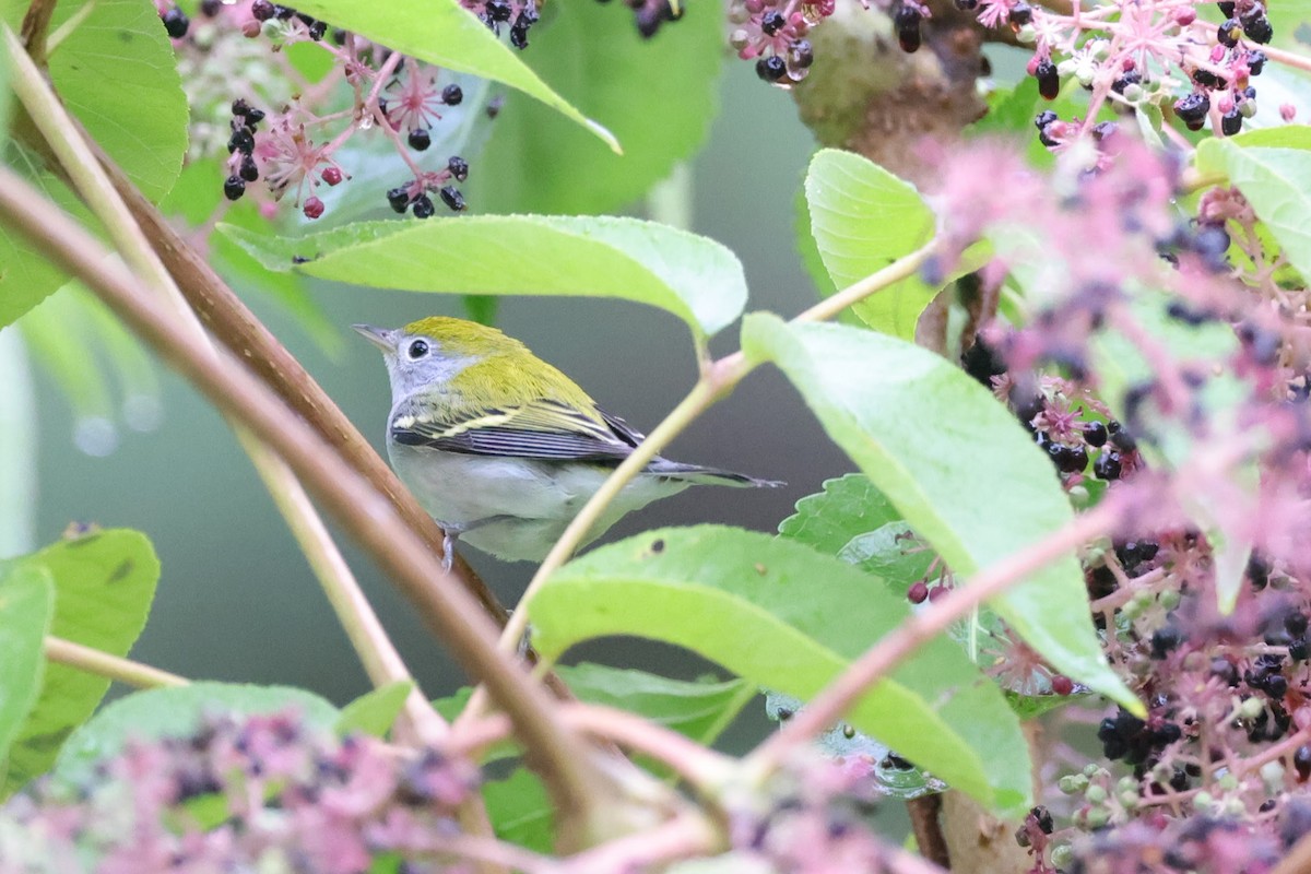 Chestnut-sided Warbler - ML503512561