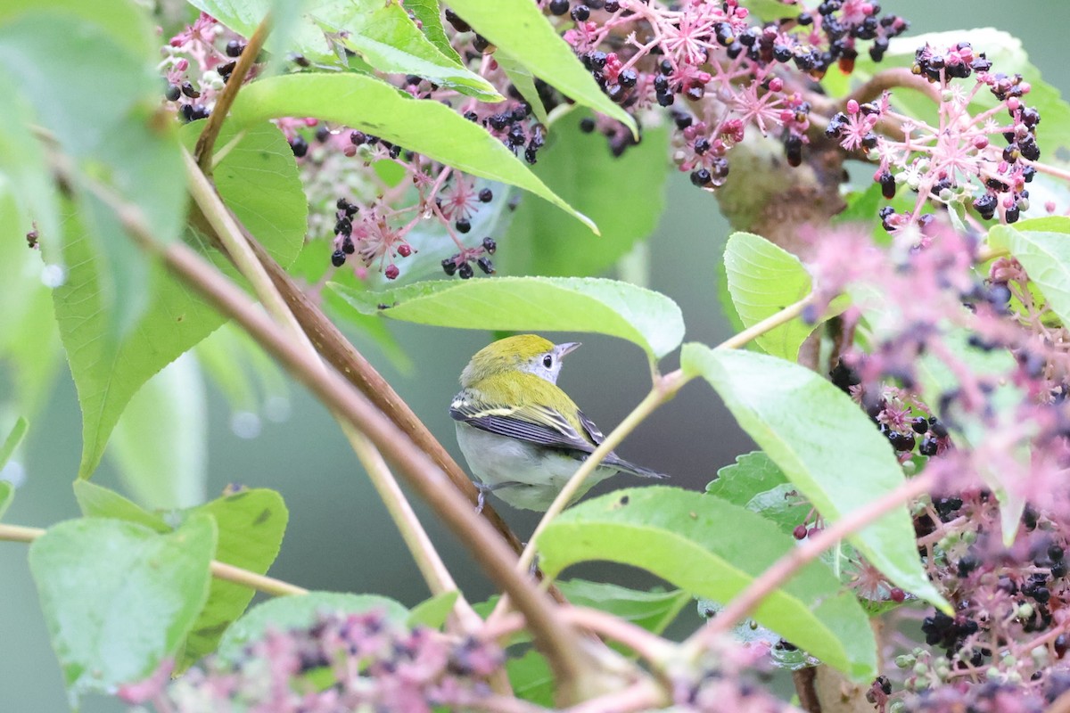 Chestnut-sided Warbler - ML503512611