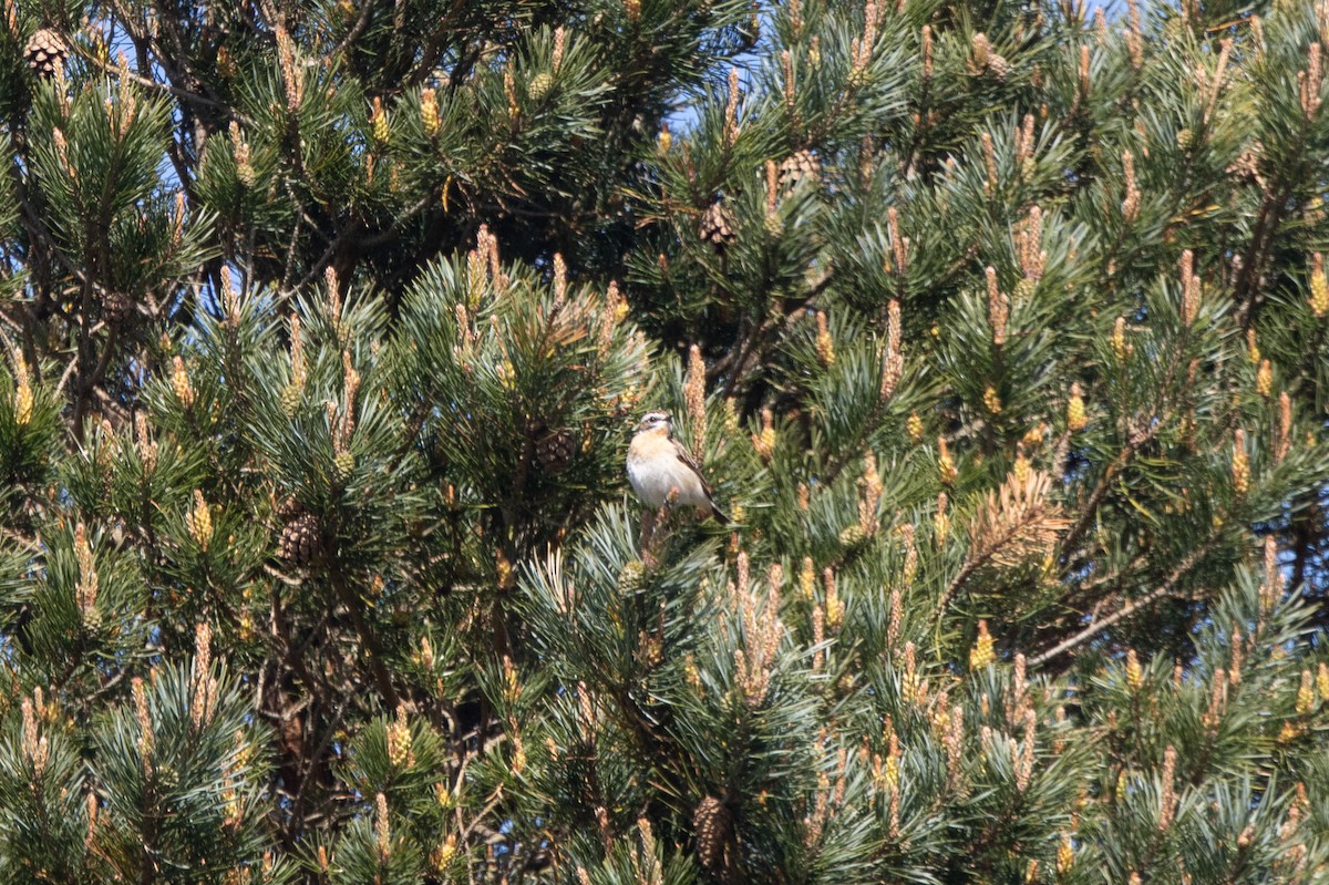Whinchat - Kalpesh Krishna