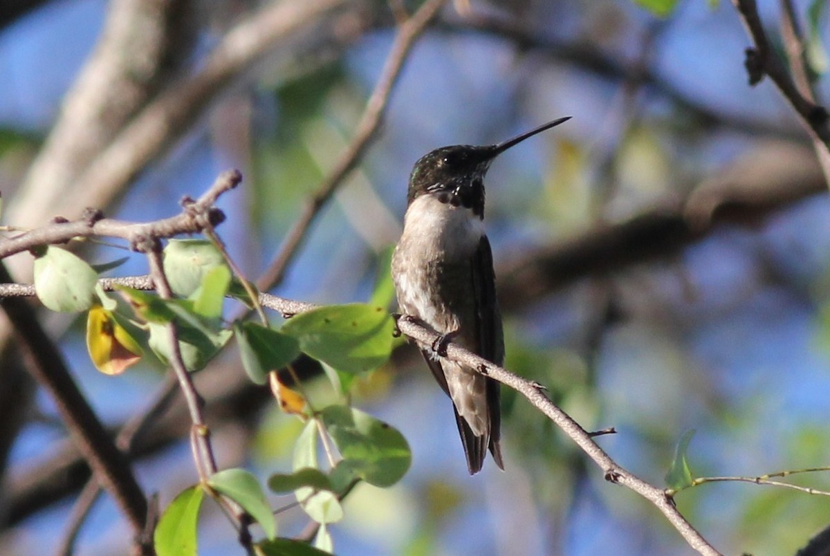 Ruby-throated Hummingbird - ML50351311