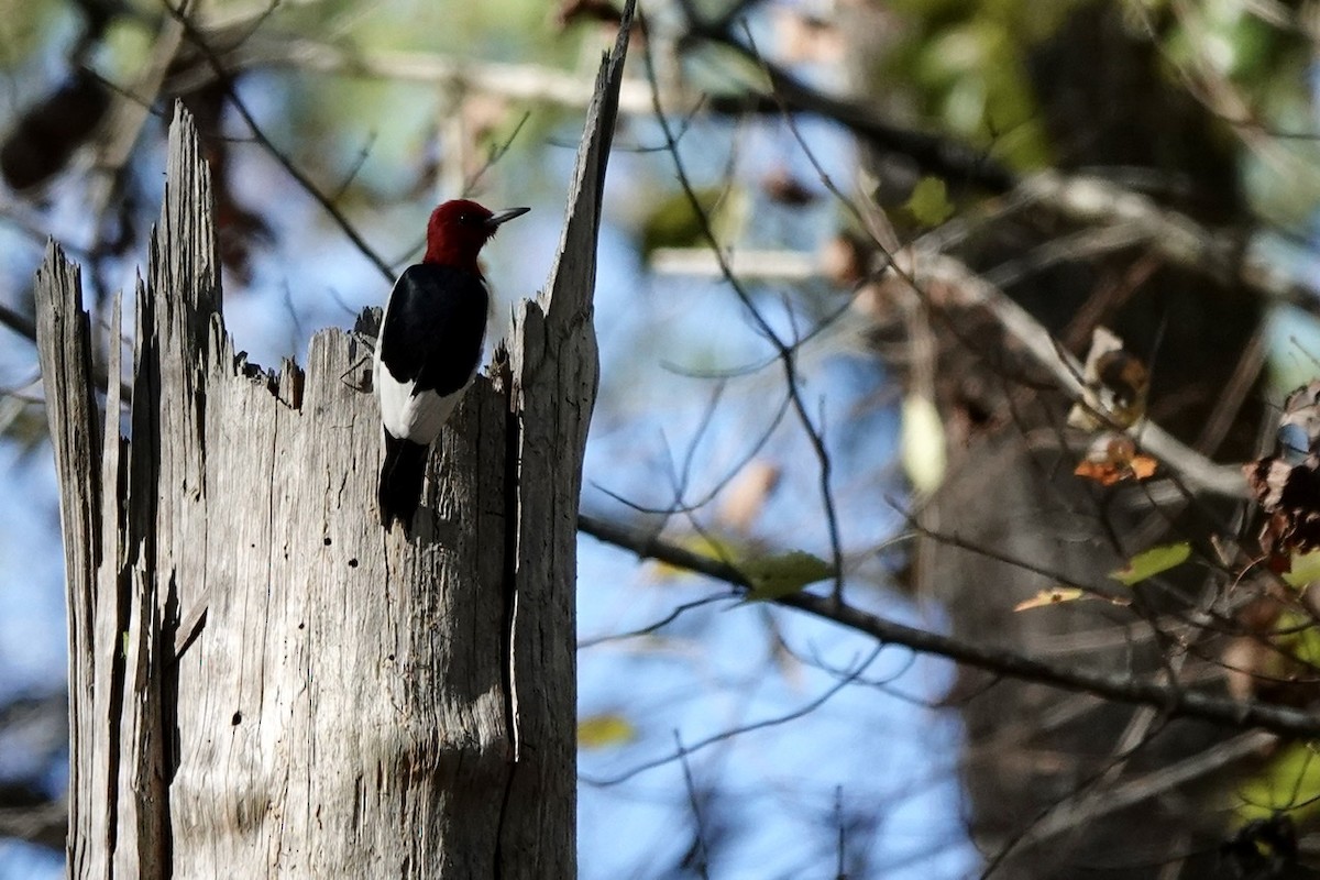Red-headed Woodpecker - Fleeta Chauvigne