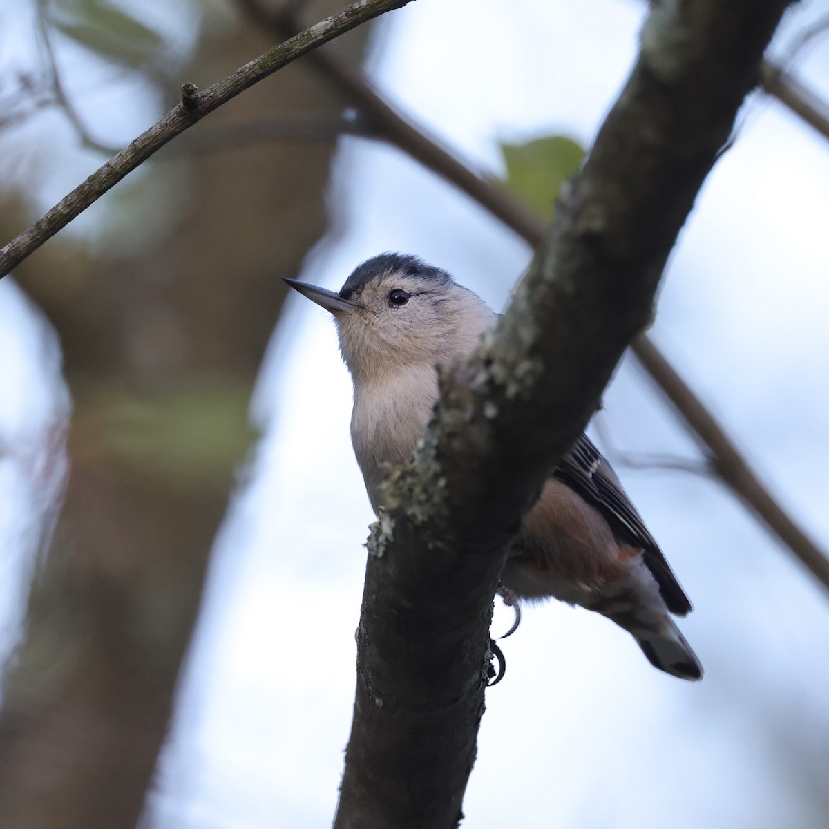 White-breasted Nuthatch - Chris Kennelly