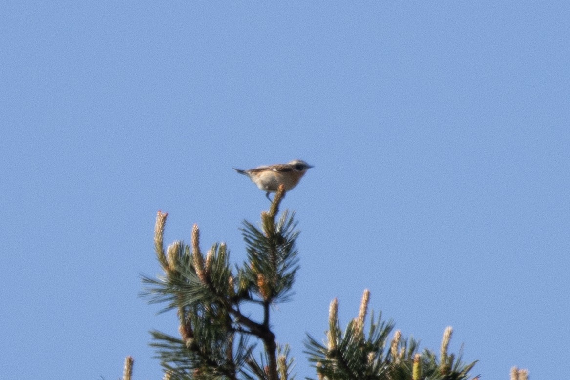 Whinchat - Kalpesh Krishna