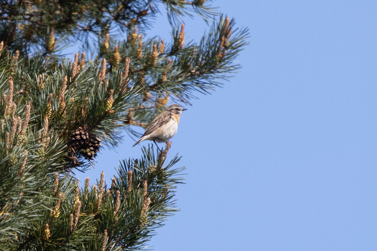 Whinchat - Kalpesh Krishna