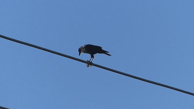 American Crow - ML503514241