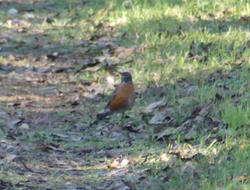 American Robin - ML503514531