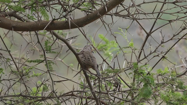 Croaking Ground Dove - ML503514721