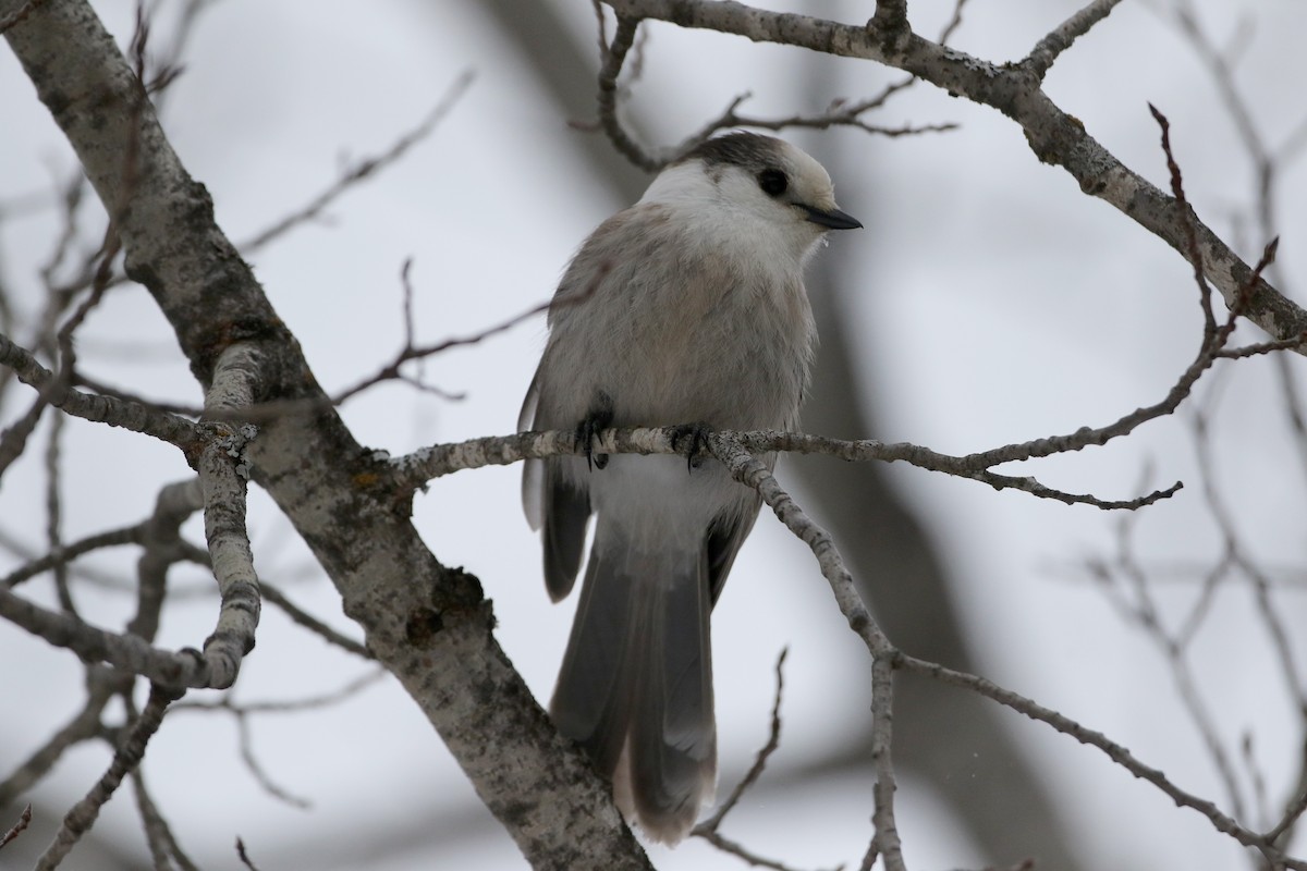 Canada Jay (Boreal) - ML50351551