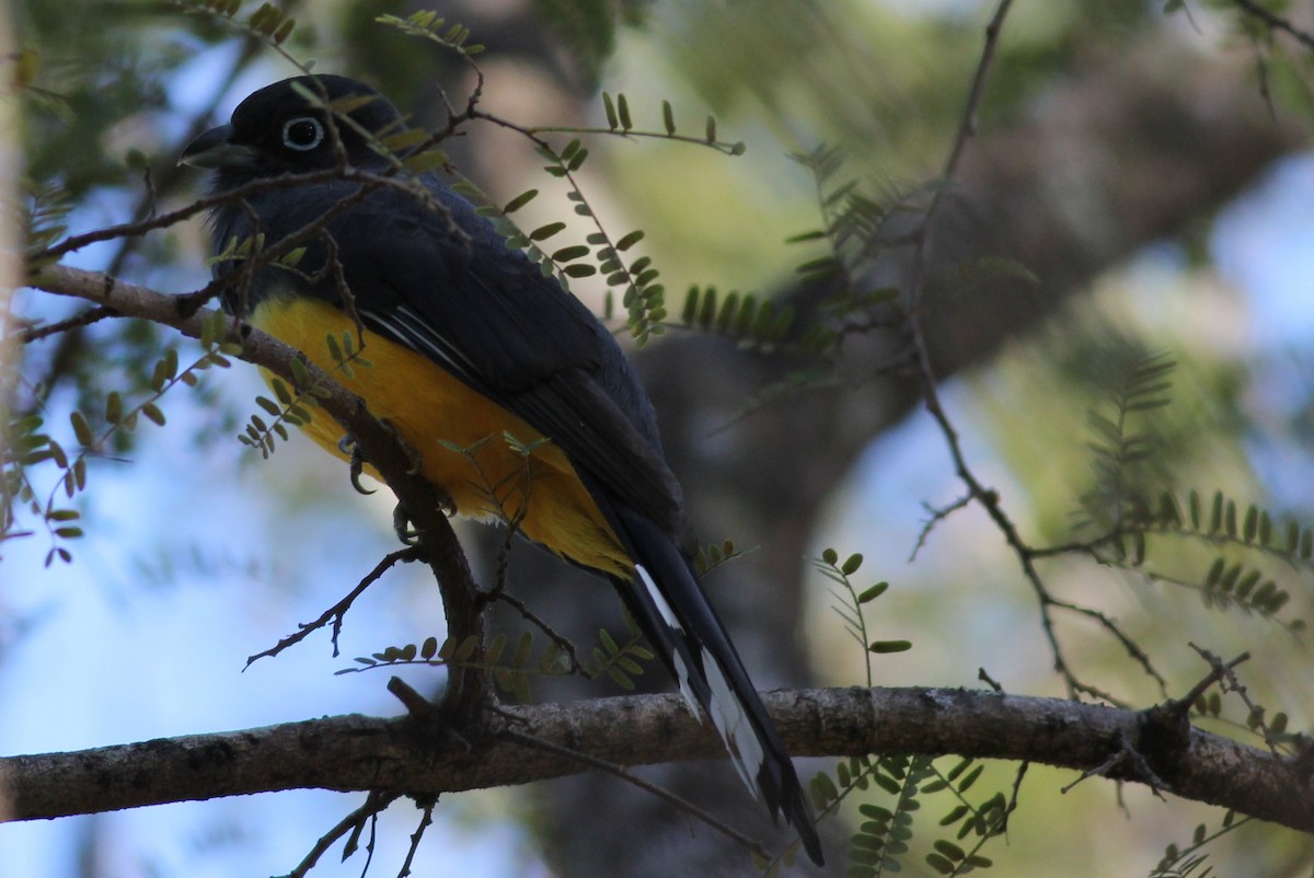 Black-headed Trogon - ML50351561