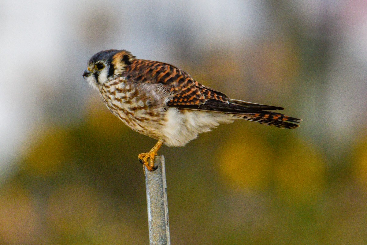 American Kestrel - ML503515761