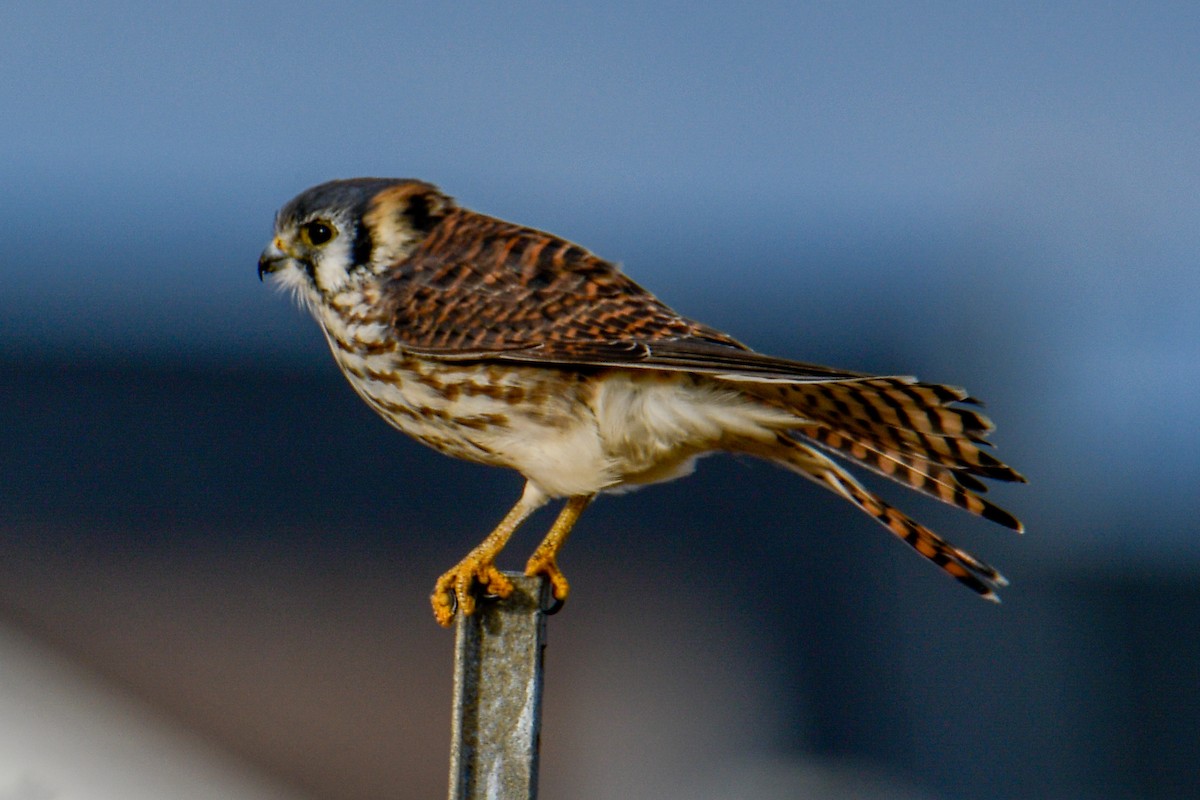 American Kestrel - ML503516001