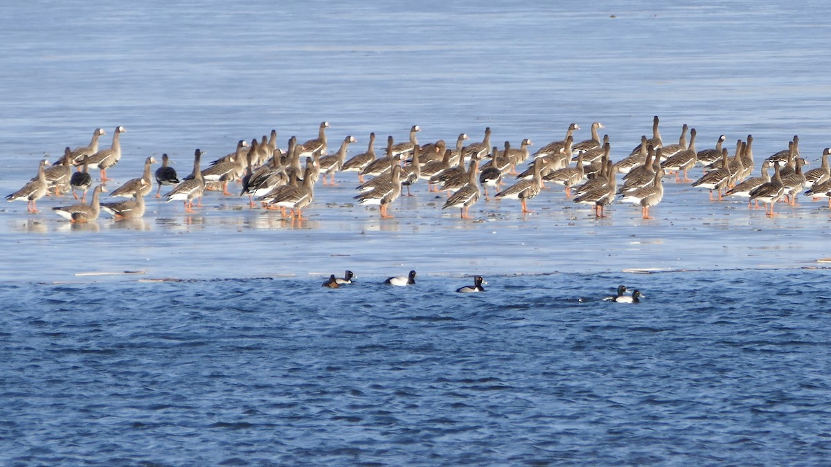 Greater White-fronted Goose - Linn H