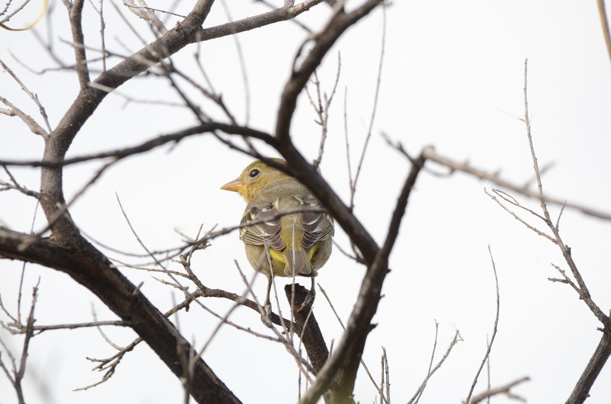Western Tanager - ML503517021