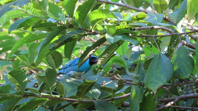 Swallow Tanager - ML503517061